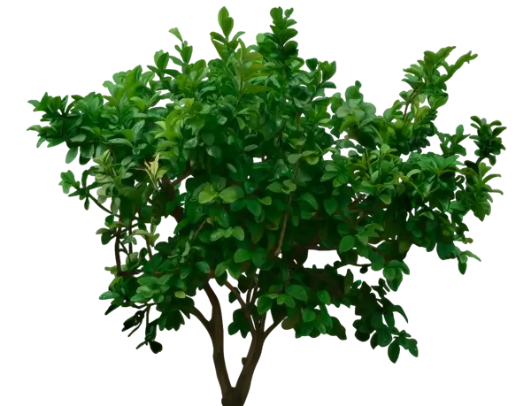 Куст